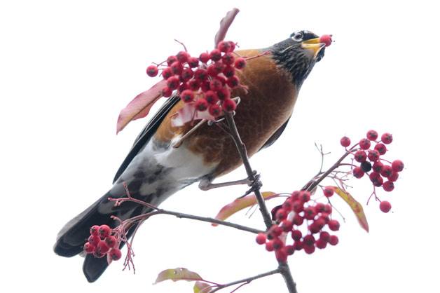 A red-breasted robin picks a berry from a tree on the South end of Mercer Island on Dec. 30.