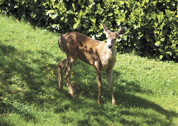 Mercer Island resident Mary Mark was able to get pictures of a few deer visitors to her yard recently as they wandered through the area.