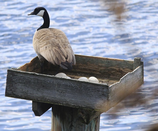 Islanders Patti and Michael Brawer grabbed a photo of a Canada Goose laying her eggs in a nesting box on Lake Washington near their home on Forest Avenue.