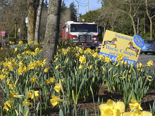 Sunny daffodils carpet the edge of Island Crest Way at Island Park Elementary School last week.