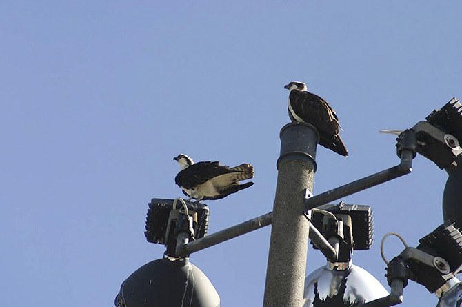 Osprey sit atop a light pole at MIHS in April.