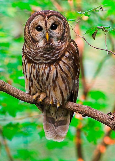 The barred owl is common to Northwest neighborhoods and parks.