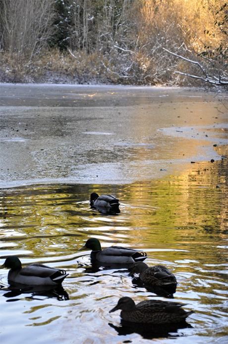 Ellis Pond thaws out as ducks forage for food in the chilly waters.