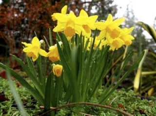 A stalk of ‘Tête-à-Tête’ daffodils catch raindrops in the back of Linda Stephens-Urbaniak’s Mercer Island garden.