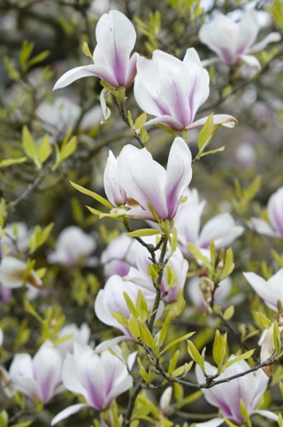 A tree planted by Islander Shirley Harris in 1964 at her home in the 4200 block of 86th Avenue S.E. blooms with abandon as the sun came out last week. Mrs. Harris died in 2002. Her family believes it is the largest magnolia tree on the Island.