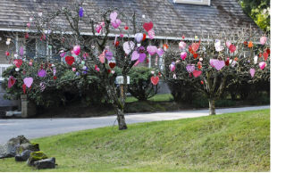 Two trees covered in decorations for Valentine’s Day in the 9000 block of S.E. 44th Street on Mercer Island.