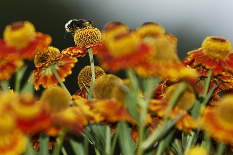 A fuzzy bumblebee works over an Island garden full of bright orange and red zinnias on Monday morning.