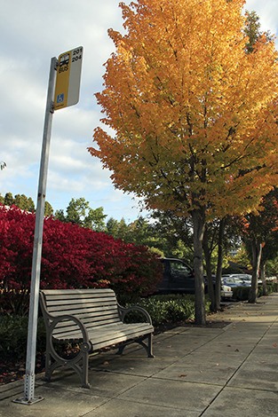 A candle-flamed maple next to the bus stop in front of the Mercer Island post office catches rays of sunlight one afternoon in early October.