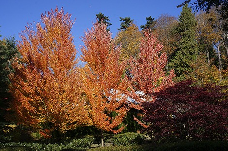 The beautiful leaves in this photo are long gone by now.