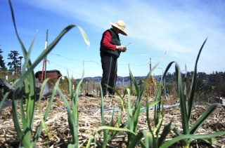 Islander Margaret Li works in her corner of the Pea Patch at Mercer View on April 6. The warm weather and sun inspired Li to check up on her garden.