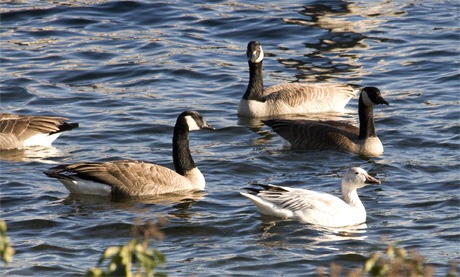 Islanders counting birds in the annual Christmas bird count on Dec. 26 spotted this snow goose among its Canadian cousins at the southern end of the Island. A snow goose had not been seen before during the annual count in the Seattle area. For the full bird count