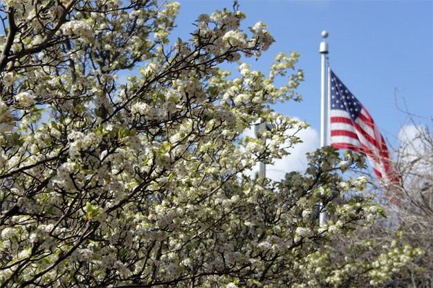 Cherry trees bloom at the north fire station in April.