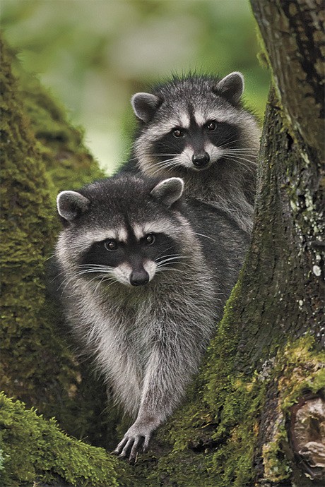 Islander Duke Coonrad took this photo of a pair of raccoons in a maple tree on his property on Forest Avenue on Sept. 18. He was inside watching football when he heard noises in his back yard. There were four in total in the tree. Coonrad is a photography instructor who teaches at the Community Center at Mercer View.