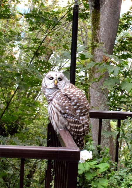 A barred owl stopped for a visit on the backyard porch of Island resident Luba Stenchever's home last September.