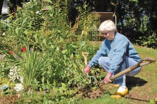 Chad Coleman/Mercer Island Reporter Garden columnist Linda Stephens-Urbaniak splits a phlox at her home garden on Mercer Island.