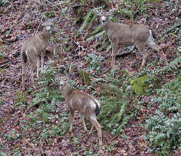 Three black-tailed deer were spotted in the 4800 block of Forest Avenue S.E. by Reporter reader Duke Coonrad last week.