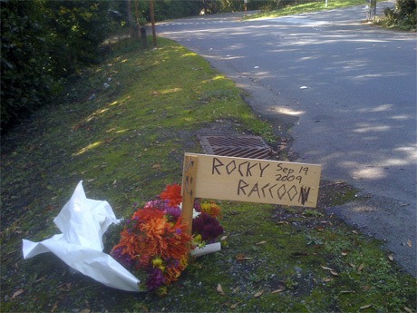 A memorial along West Mercer Way is dedicated to a raccoon that was likely hit by a vehicle.