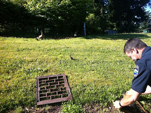 Sergeant Ryan Parr of the Mercer Island Police Department uses a fishing net to rescue 12 ducklings out of a storm drain at Lakeridge Elementary School on Sunday morning