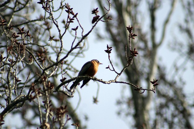 A robin enjoys the early spring sunshine at Luther Burbank park in late March. The weather has taken a turn for the warmer