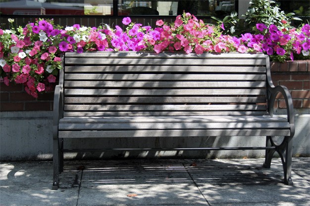 A bench framed by colorful petunias looks inviting to passersby outside of Banner Bank along 78th Avenue S.E. in early August.