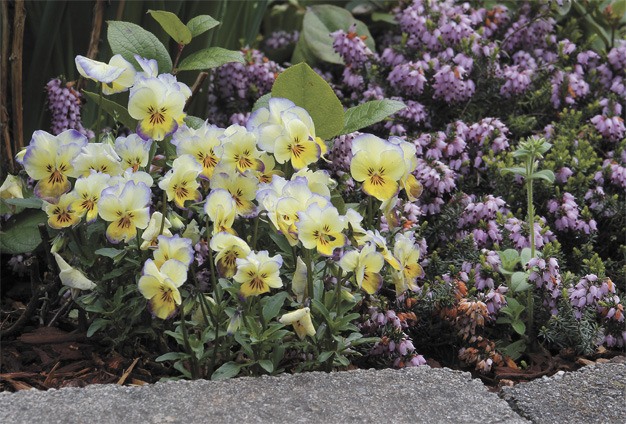 Pansies bloom at Island Crest Park in late April.