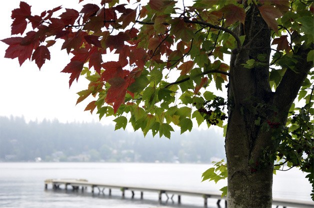 Fall colors come out on Mercer Island at Luther Burbank Park on a misty morning in late September. Leaves have rapidly begun changing with the cooler weather