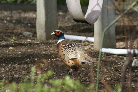 A ring-necked pheasant graced the yard of Bob and Jill Seidel last week. The birds originated in Asia