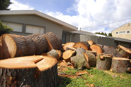 The remains of an evergreen tree fill the front lawn of a home in the 3400 block of 72nd Place S.E. on April 8. According to a passerby