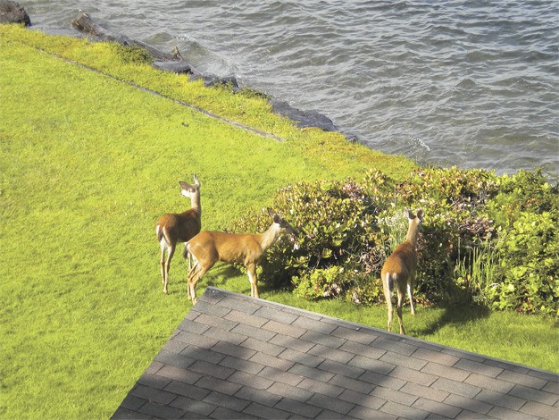 Three deer were spotted off a deck near the lake during the evening of June 21 at S.E. 69th and 96th Avenue S.E.