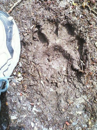 This track found on a trail on the Mercerdale Hillside is reported to be of a young bobcat.