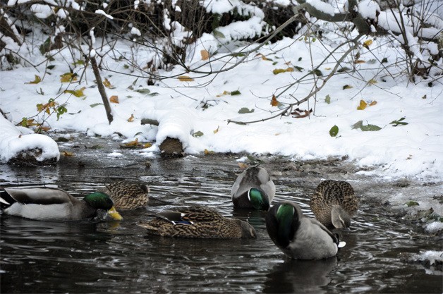 Snow blankets the shore of Ellis Pond as ducks forage for food in the chilly waters last week.