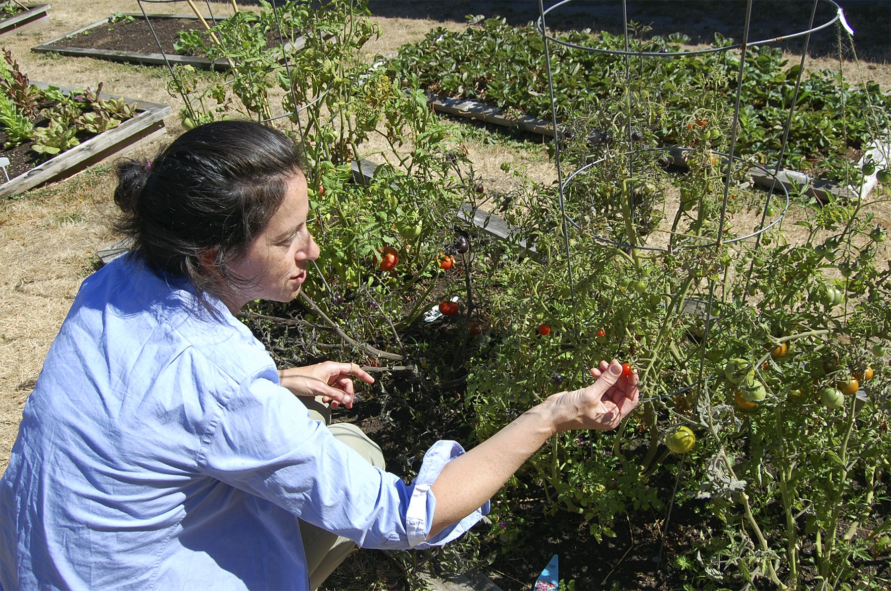 Lakeridge parent Nancy Weil shows off one of the 15 different types of tomatoes growing in the school's garden. Weil also runs the King County Green Schools program for the Mercer Island School District. Katie Metzger/staff photo