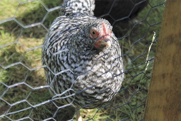 One of the many chickens in the backyard of the Steffen house looks for more cracked corn on Thursday