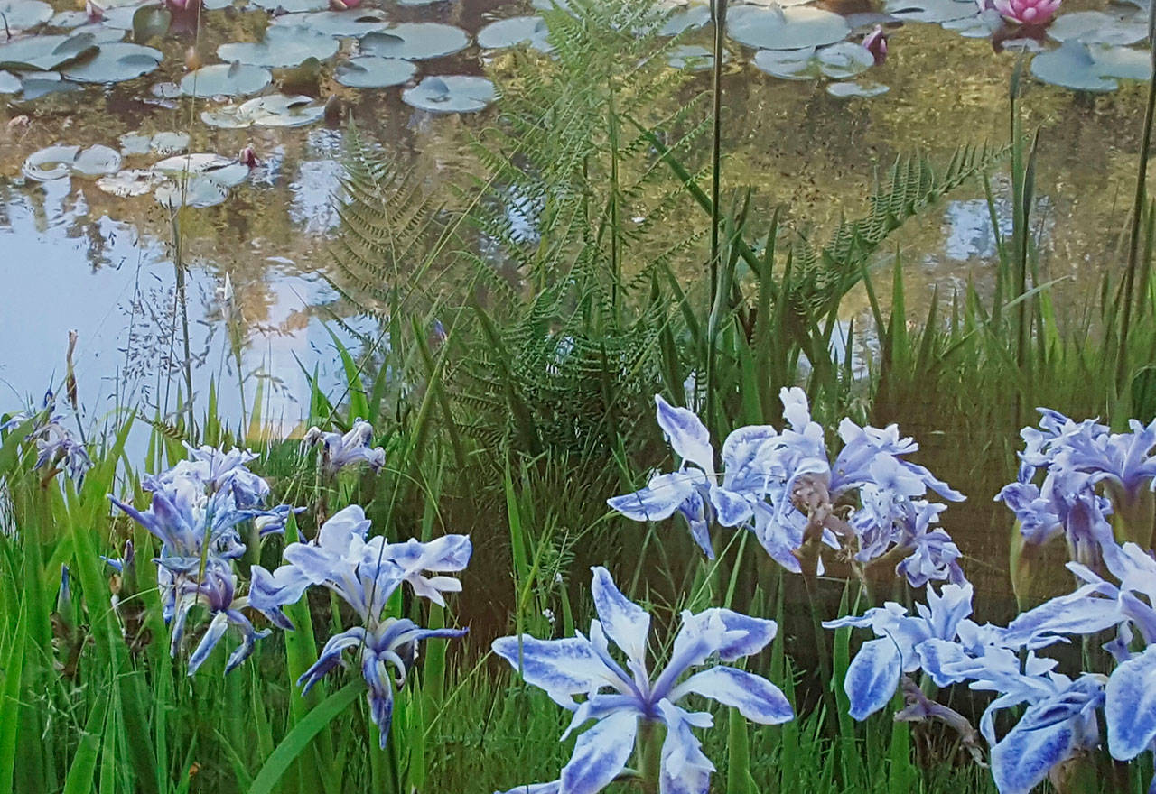 Irises and water lillies at the Seattle Japanese Garden. Photo courtesy of Omar Chapa