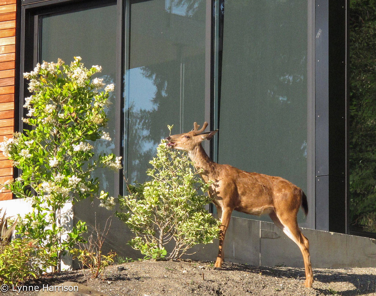 This young buck was recently seen pruning a neighbor’s shrub on 77th Avenue. Submit your photos of amazing, people, places and things around the Island to editor@mi-reporter.com for the Reporter’s “Eye on MI” feature. Photo courtesy of Lynne Harrison