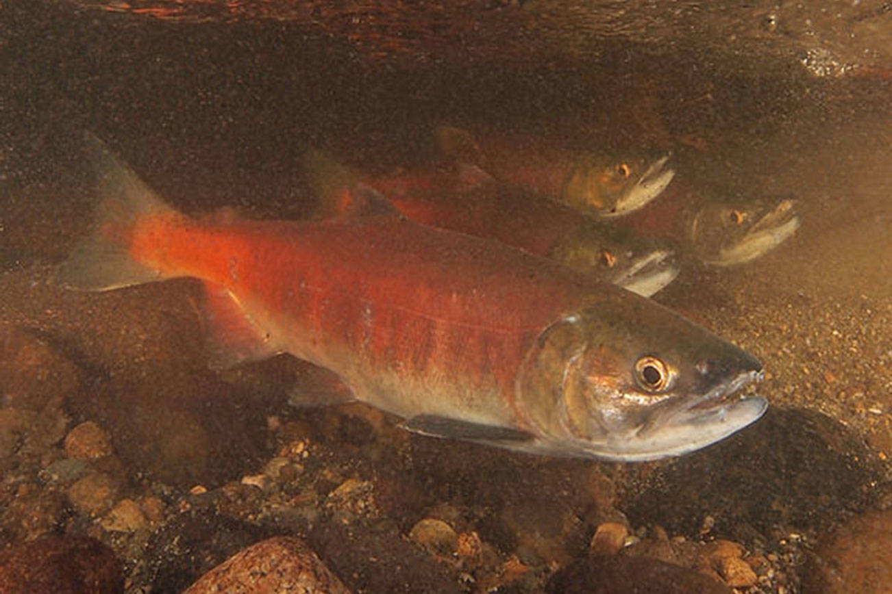 Low numbers of Lake Sammamish kokanee raise fears of extinction