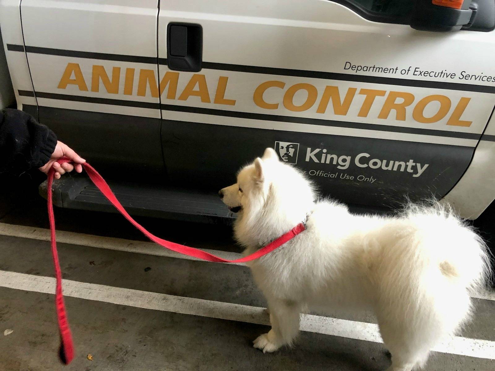 This Samoyed pup is safe after seen being abused on video on Mercer Island. Photo courtesy of the Mercer Island Police Department