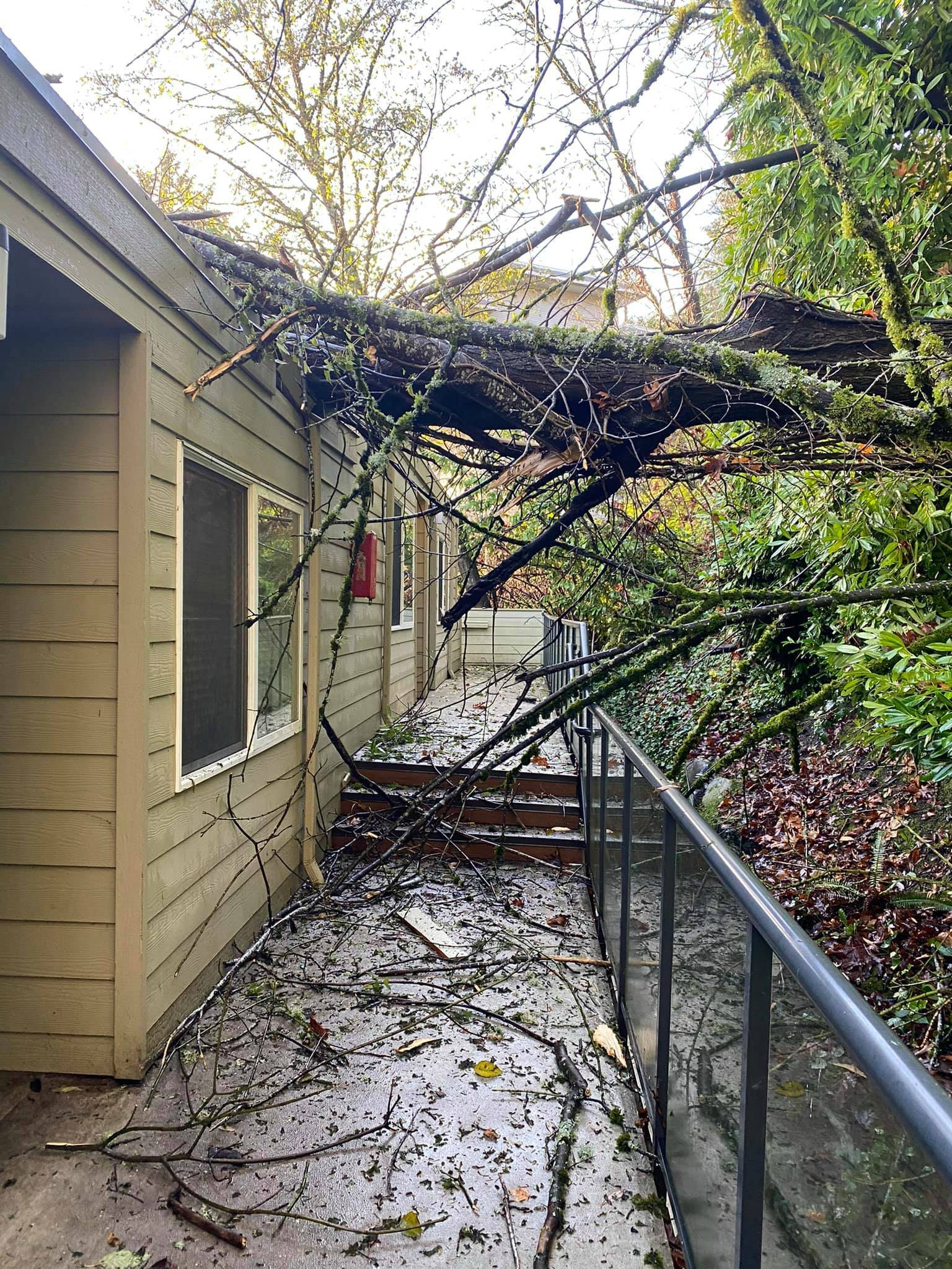 Gusty winds knocked down a tree in the 2900 block of 76th Avenue Southeast on Nov. 30. There were no injuries. Photo courtesy of the Mercer Island Fire Department