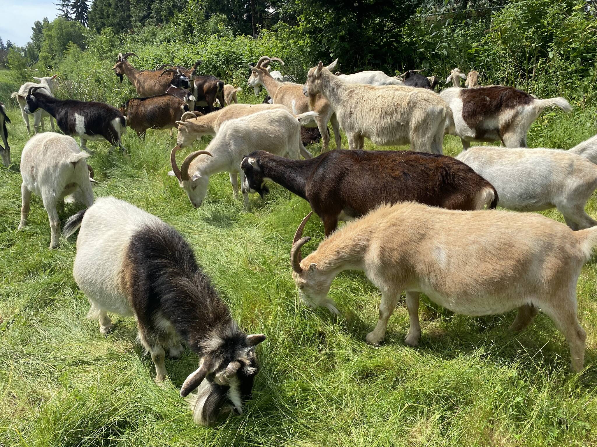 A herd of goats from Vashon Island’s Rent-A-Ruminant munches away on overgrown vegetation at the stormwater detention pond at Islander Middle School at the start of June. The goats were expected to help remove the vegetation for four to six days. Courtesy of the Mercer Island School District