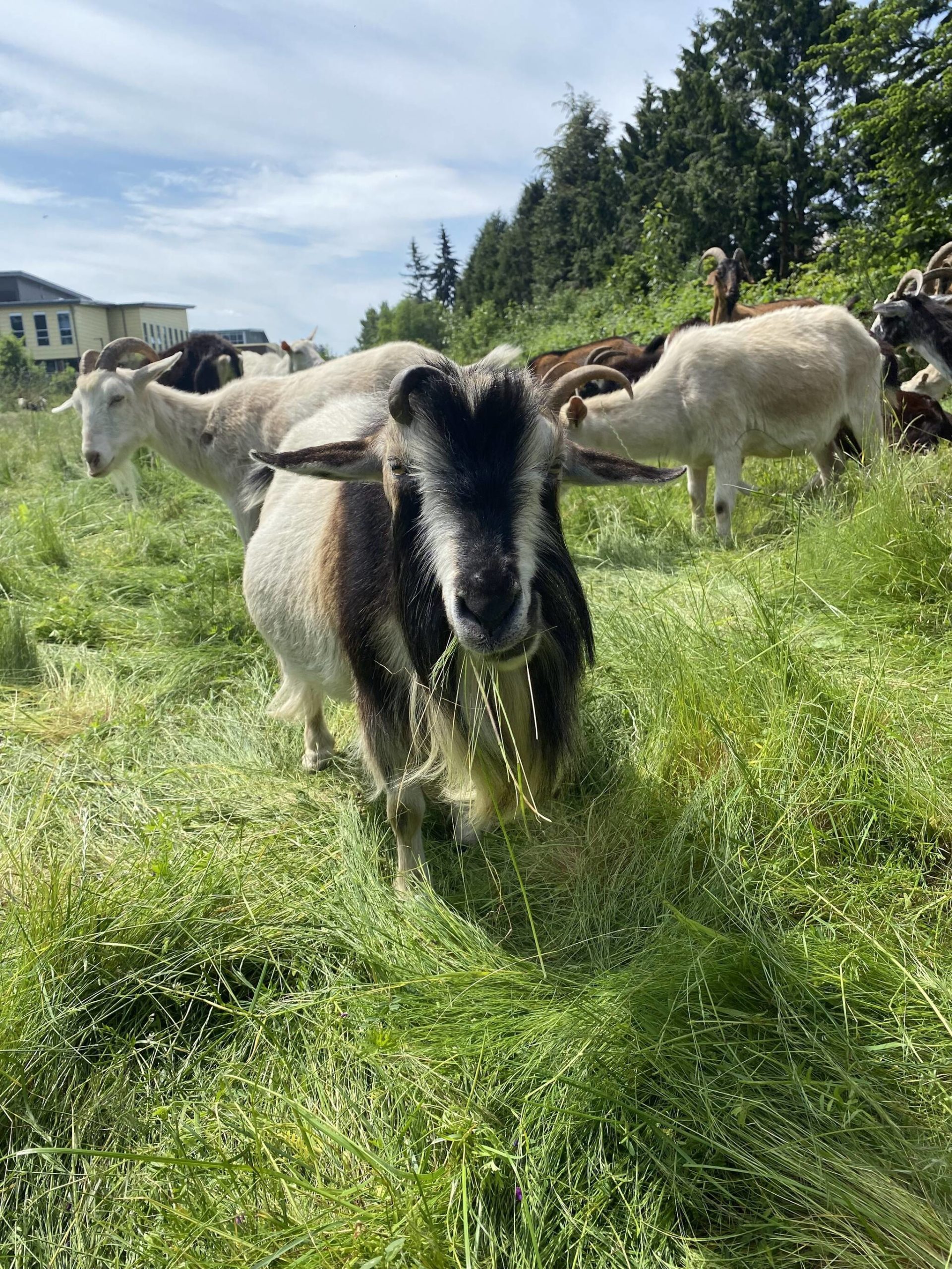 Dry Leaves Make Great Goat Snacks – Mother Earth News