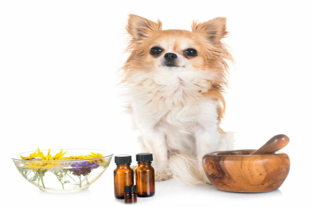 best-cbd-oil-for-dogs-in-2022-top-5-brands-for-dog-owners-to-buy-cbd