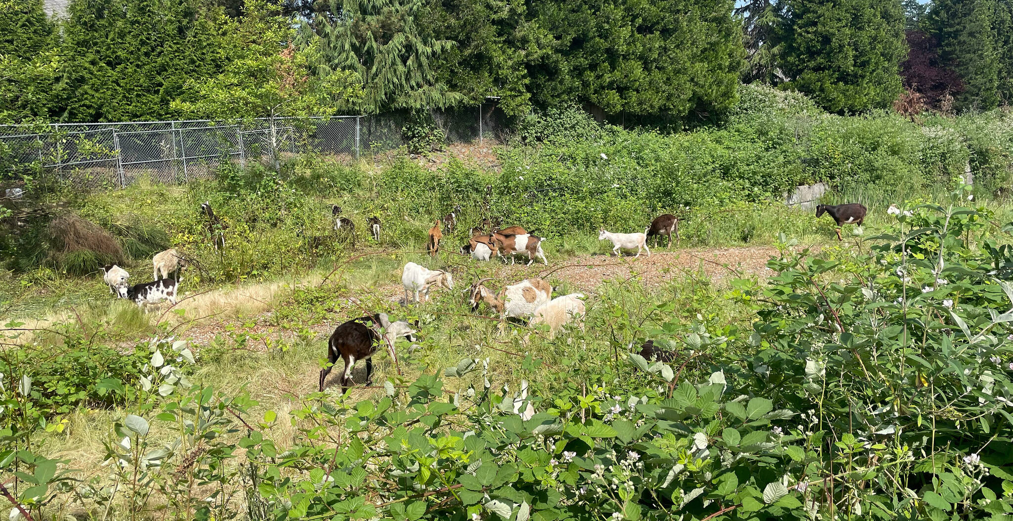 The Rent-A-Ruminants goats returned to Islander Middle School (IMS) on June 7. For the next five to seven days, they are removing vegetation from the stormwater detention pond next the school. The IMS campus is closed to the community during school hours. Community members wanting to see the goats can do so after school hours, and people should not feed the goats. Photo courtesy of the Mercer Island School District