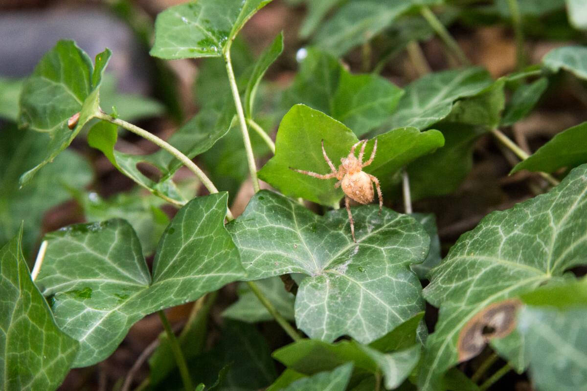 Volunteers can get into the spooky Halloween spirit by hanging out with spiders and eating candy, all while helping to improve habitat for owls, bats, and bugs (among many other forest critters) from 3:30-5:30 pm on Oct. 26 in Pioneer Park. The event will feature weed removal to prepare for planting. No experience is necessary, and people should wear long pants, boots or sneakers and bring water. Small snacks, gloves and tools will be provided. Meet at the corner of Island Crest Way and Southeast 68th Street; follow the volunteer event signs. For more information, visit: <a href="https://volunteersignup.org/LT3BF" target="_blank">https://volunteersignup.org/LT3BF</a>. Photo courtesy of Gregory Schaffer