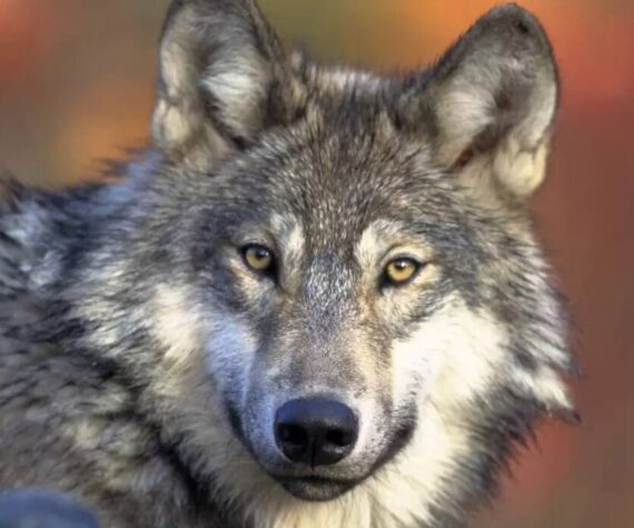 <p>A gray wolf. Gary Kramer/U.S. Fish and Wildlife Service</p>