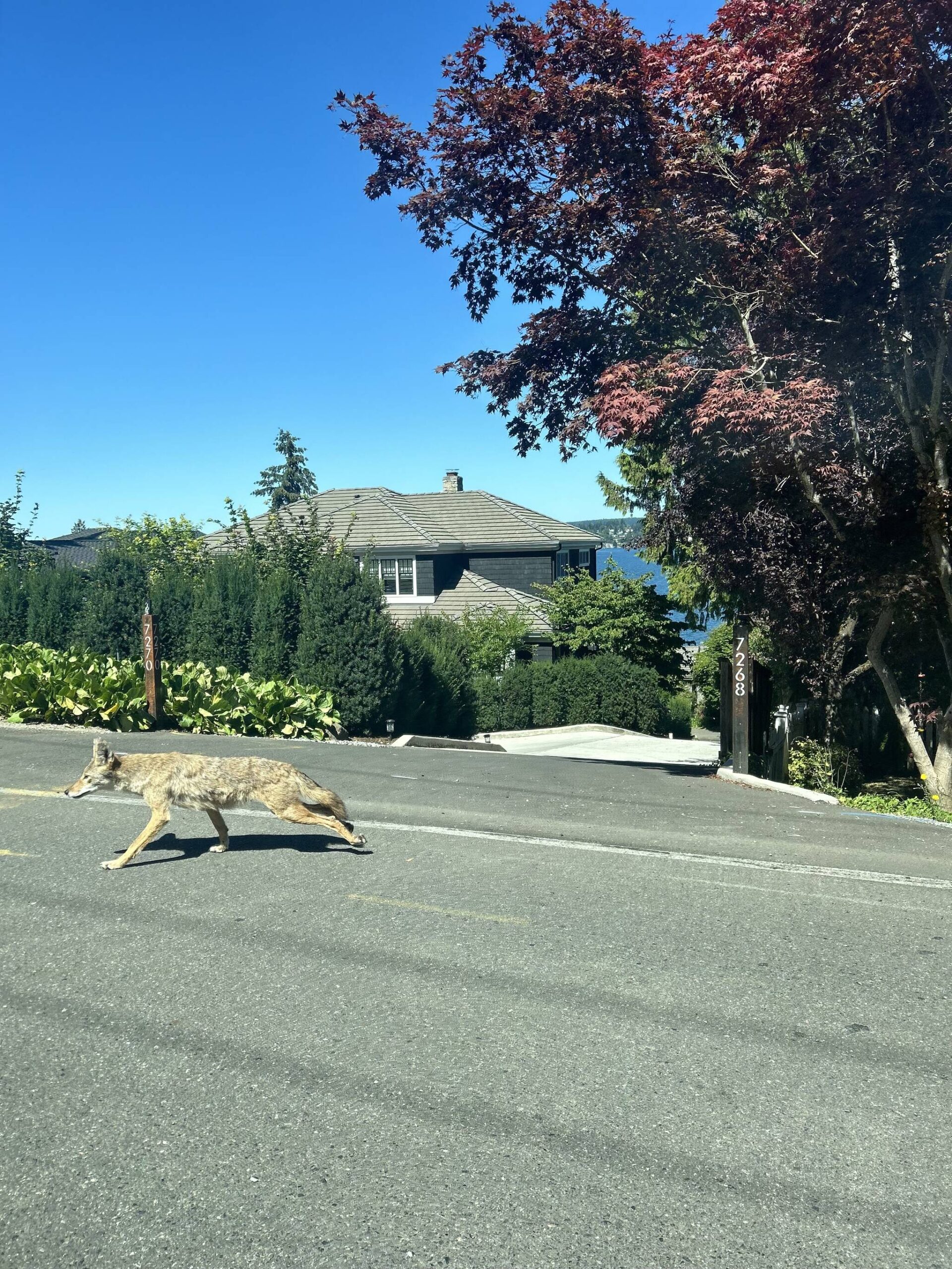 A coyote was spotted on the morning of July 24 in the 7200 block of North Mercer Way. Photos courtesy of Daniel Thompson