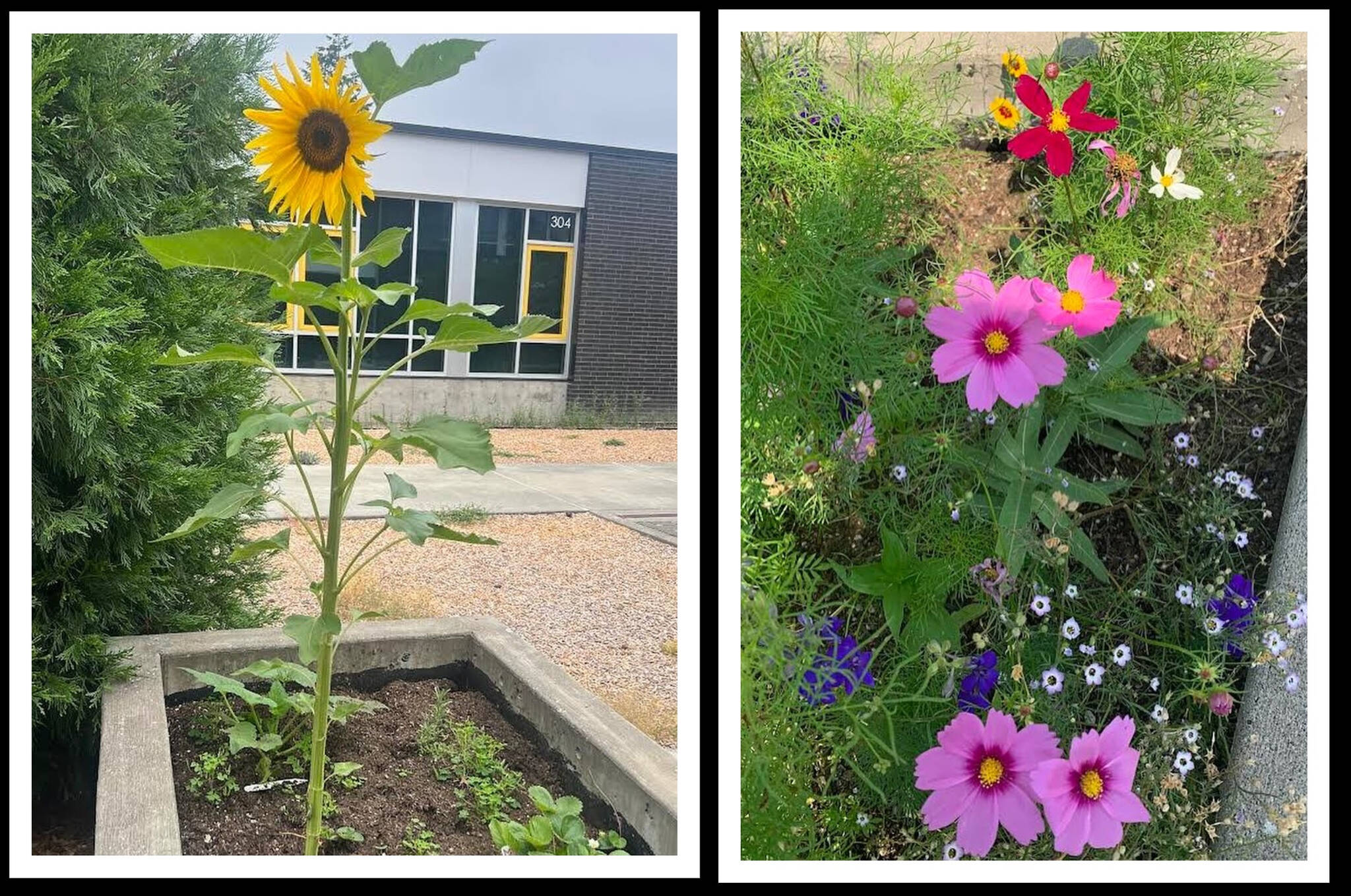 Northwood Elementary special services teacher Kate Schwartz received a PTA grant in May for her students to purchase plants from the Crest Horticulture Plant Sale and grow them at the school. They have been blooming in the garden over the spring and summer. Photos courtesy of the Mercer Island School District