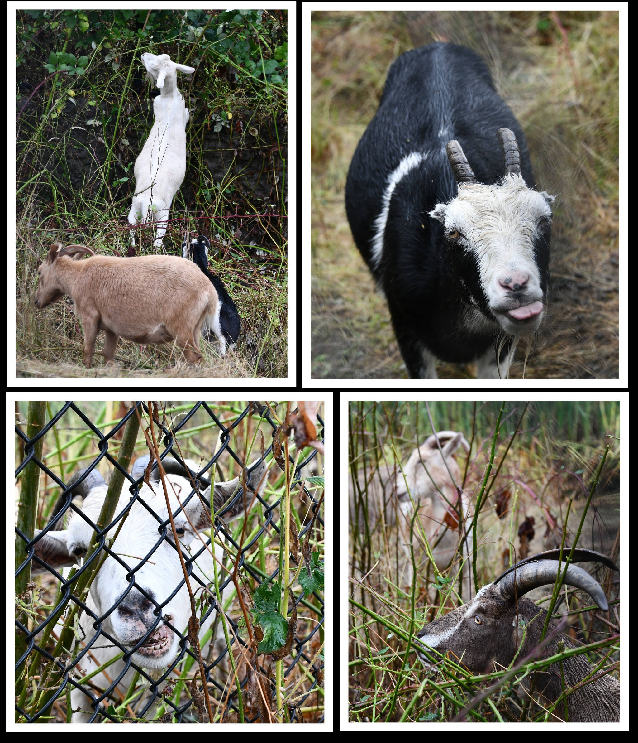 Goats have returned to Islander Middle School to feast on the vegetation in the storm water retention pond adjacent to the school. When visiting the goats, Islanders are asked to not feed them or go on campus while school is in session. The goats were transported to the school by Rent-A-Ruminant LLC and are expected to be in town until Aug. 28. Andy Nystrom/ staff photos