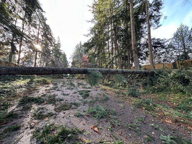 Fallen tree on Island Crest Way. Photo courtesy of Greg Asimakoupoulos