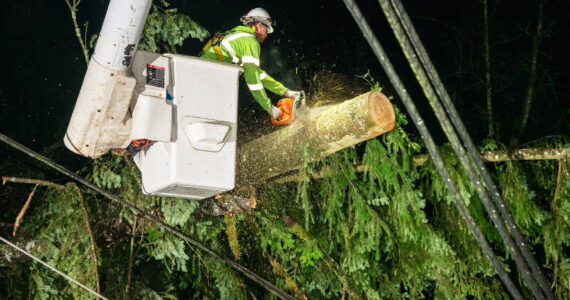 A Puget Sound Energy crew member removes a tree from the wires after the Nov. 19-20 windstorm that struck Western Washington. COURTESY PHOTO, PSE